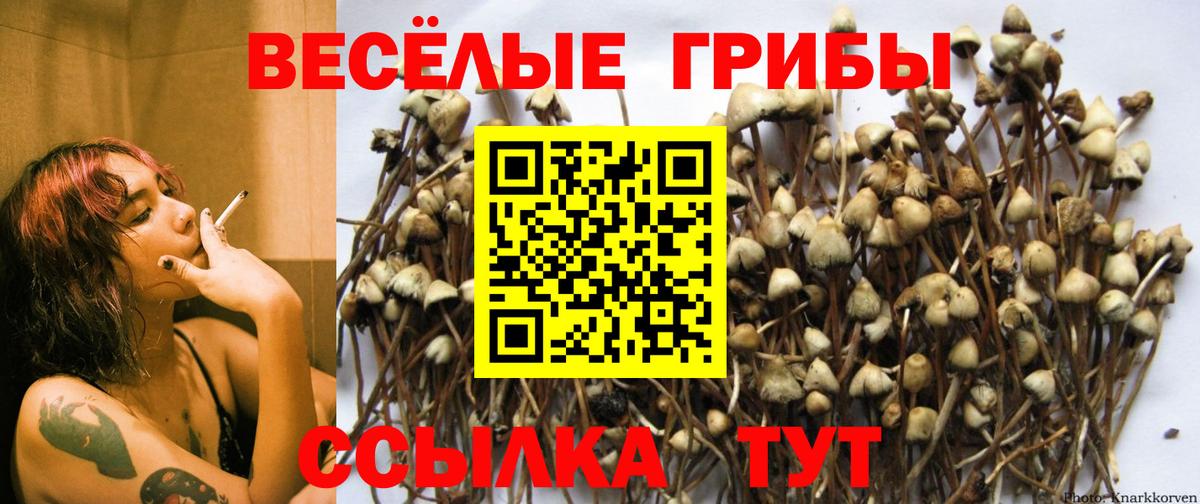 Кизляр  Галлюциногенные грибы Psilocybine cubensis  Галлюциногенные грибы мухоморы  Вход с VPN 